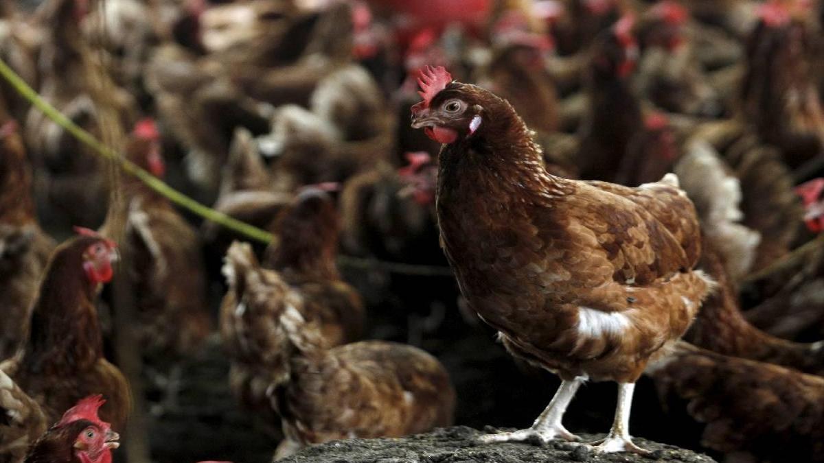 Almanya'da kuş gribi önlemi! Uymayanlara 30 bin euro ceza