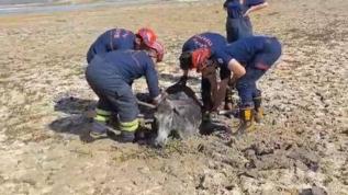 Adana'da itfaiye ekiplerinden eşek operasyonu! Çamura saplandı, böyle kurtarıldı