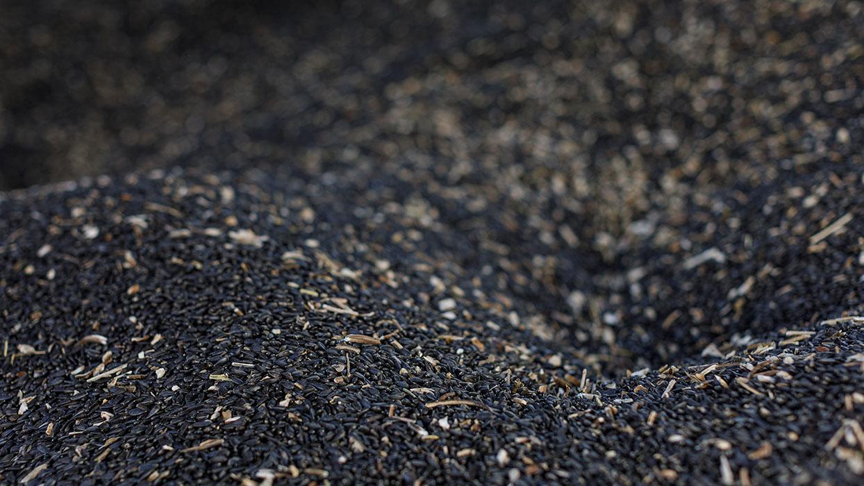 Doğanın kara hazinesi: Bir tohumu bin derde deva! Eğer her gün tüketirseniz