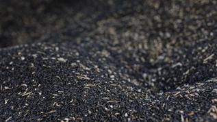 Doğanın kara hazinesi: Bir tohumu bin derde deva! Eğer her gün tüketirseniz