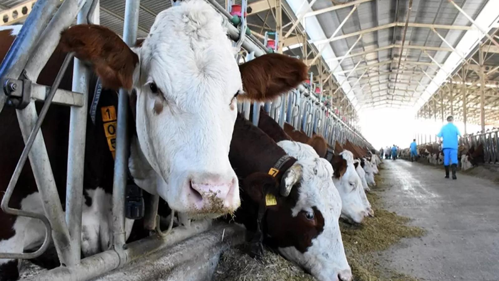 Yeni dönem 1 Ocak'ta başlıyor! Hayvancılık desteklemede kurallar değişti