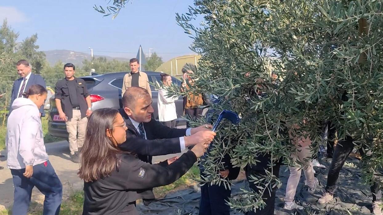 Şarköy'de zeytin hasadı coşkusu