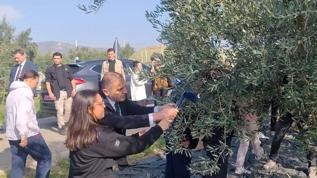 Şarköy'de zeytin hasadı coşkusu