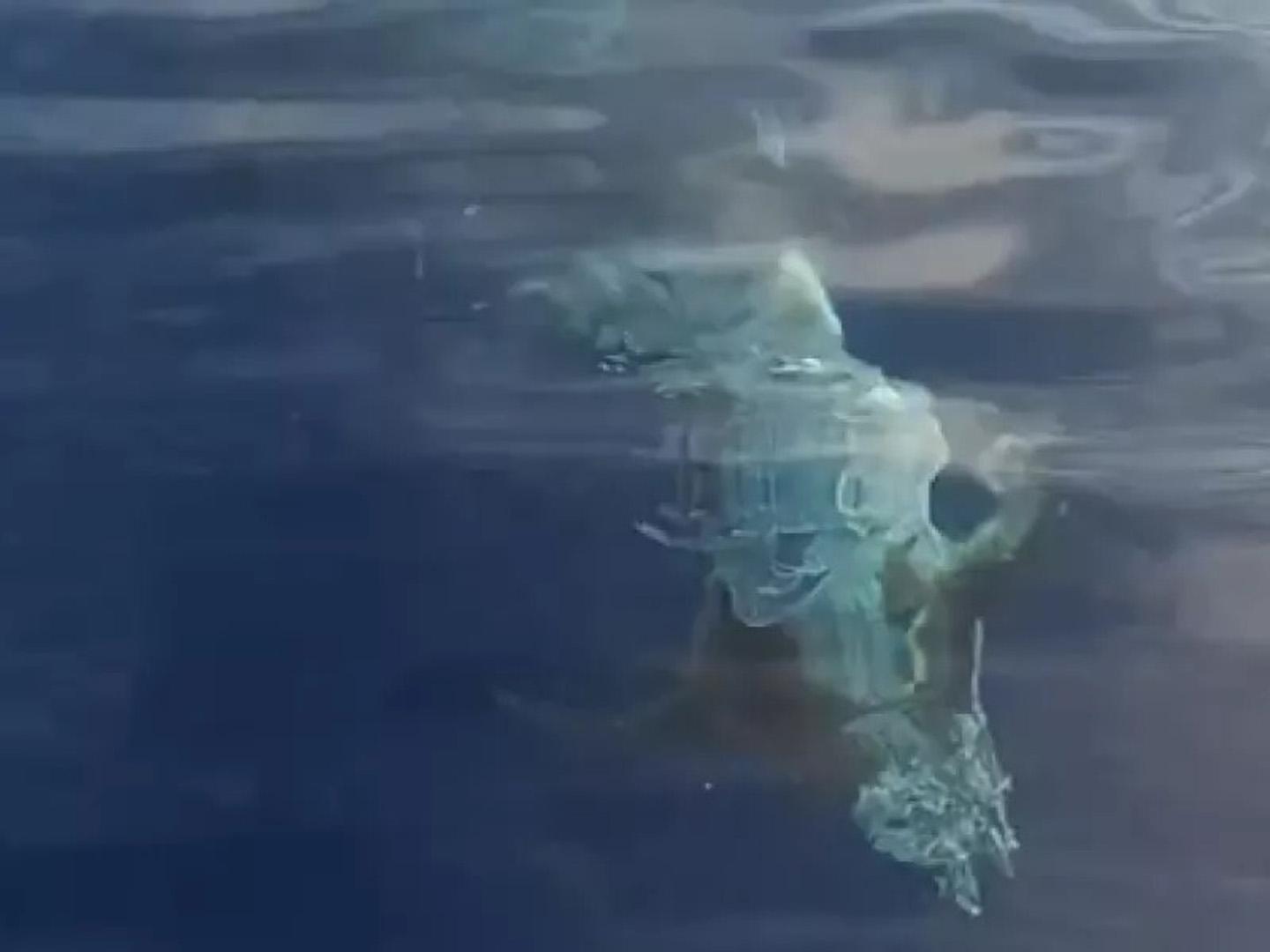 Gizemli beyaz köpekbalığı! Sosyal medyada olay oldu