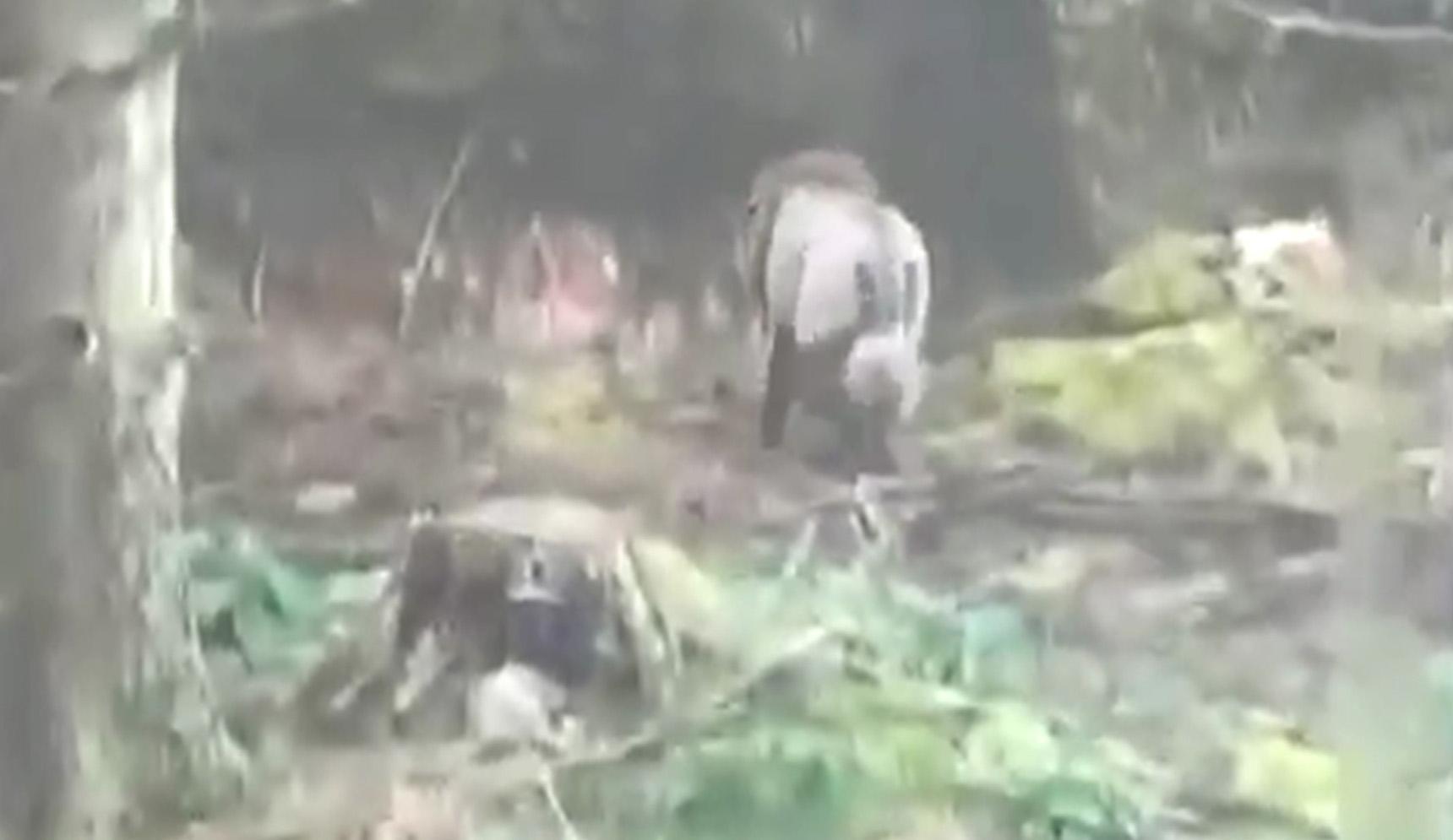 İrlanda'da ormanda görülen 'aslan' aslında neydi?