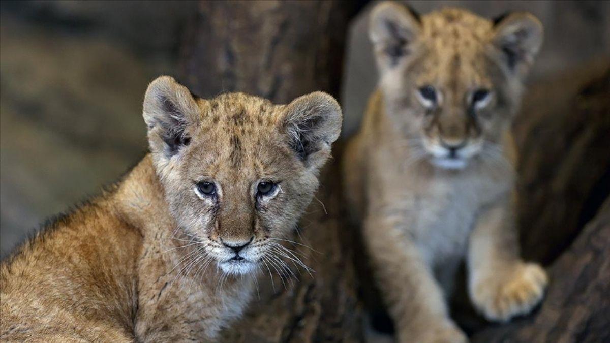 İstanbul Tuzla'da yasa dışı aslan operasyonu!