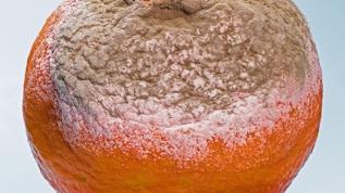 Küflü peynir ve meyveler: Bilmediğiniz riskler sizi şaşırtacak!