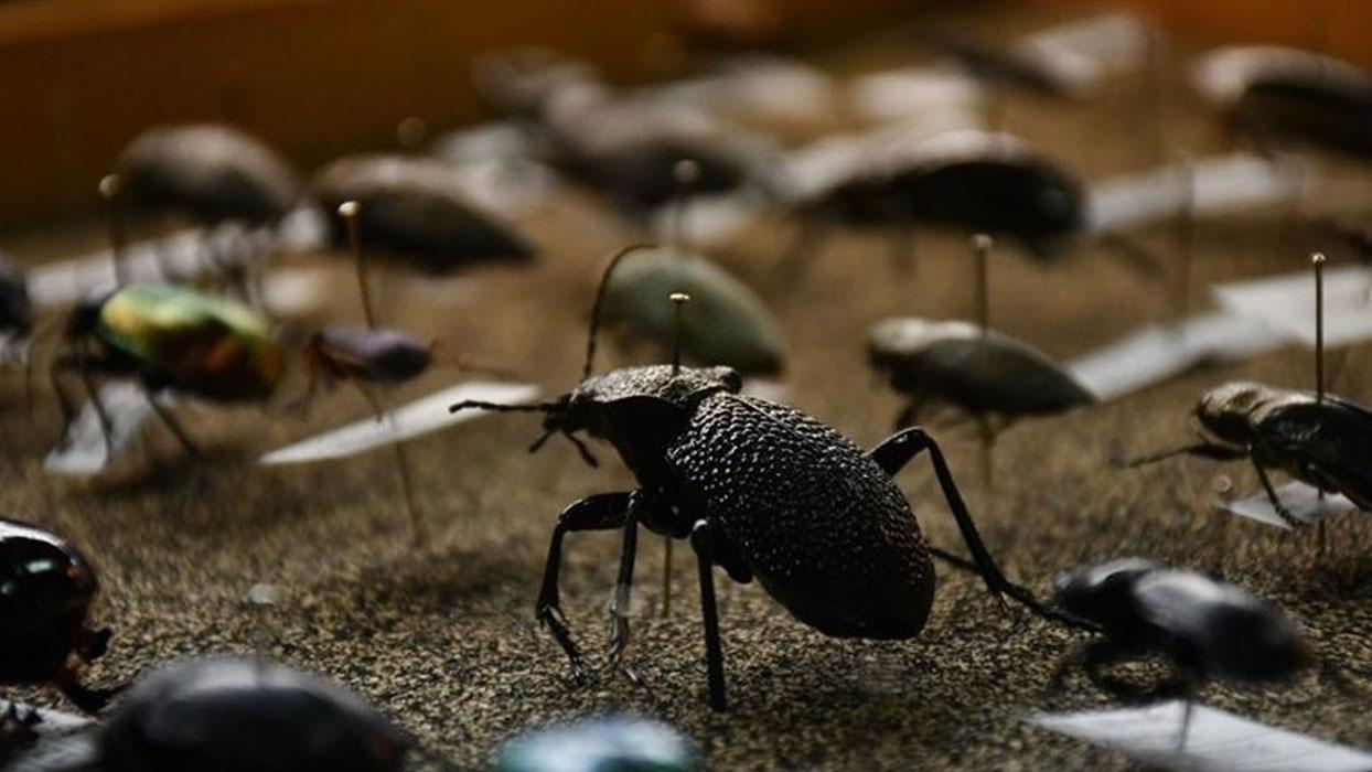 Bunu hemen kaldırın: Kokusunu alan böcek eve akın ediyor!