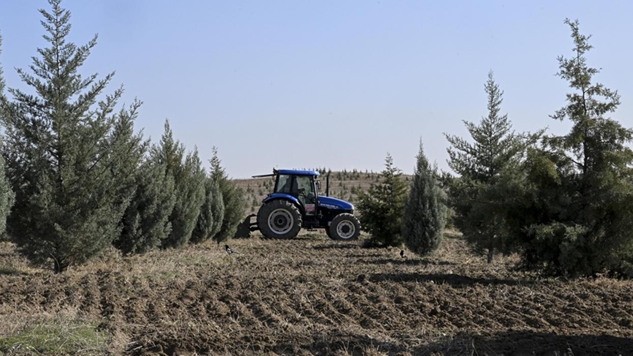 Ağaçlandırma seferberliğinin ilk yılında dikilen fidanlar ağaca dönüştü