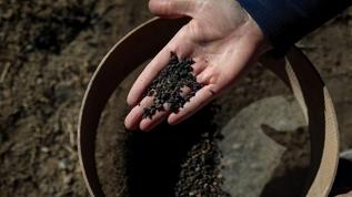 Van'daki kazılarda yaklaşık 5 bin yıllık karbonlaşmış arpa taneleri bulundu