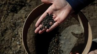 Van'daki kazılarda 5 bin yıllık olduğu değerlendirilen karbonlaşmış arpa taneleri bulundu