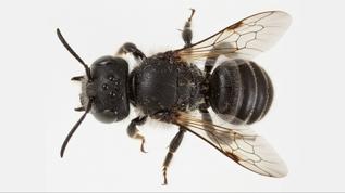 Bilim dünyası şaşkın! Boynuz arı keşfi kritik öneme sahip