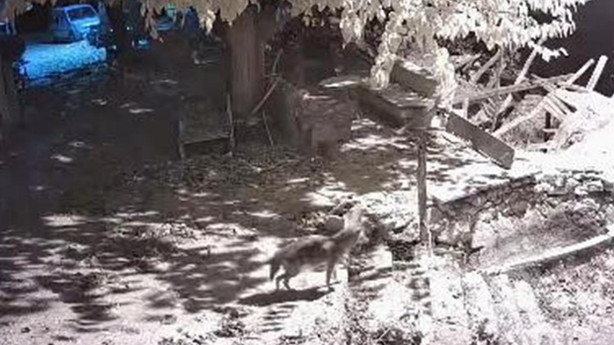 Elazığ'da hayalet misafir! Çakal evin etrafında dolaştı