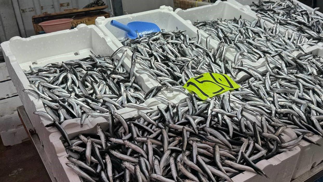 Hamsi fiyatları hava şartlarıyla birlikte üç katına çıktı