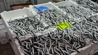 Hamsi fiyatları hava şartlarıyla birlikte üç katına çıktı