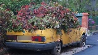 8 yıldır park halindeki otomobili sarmaşıklar sardı