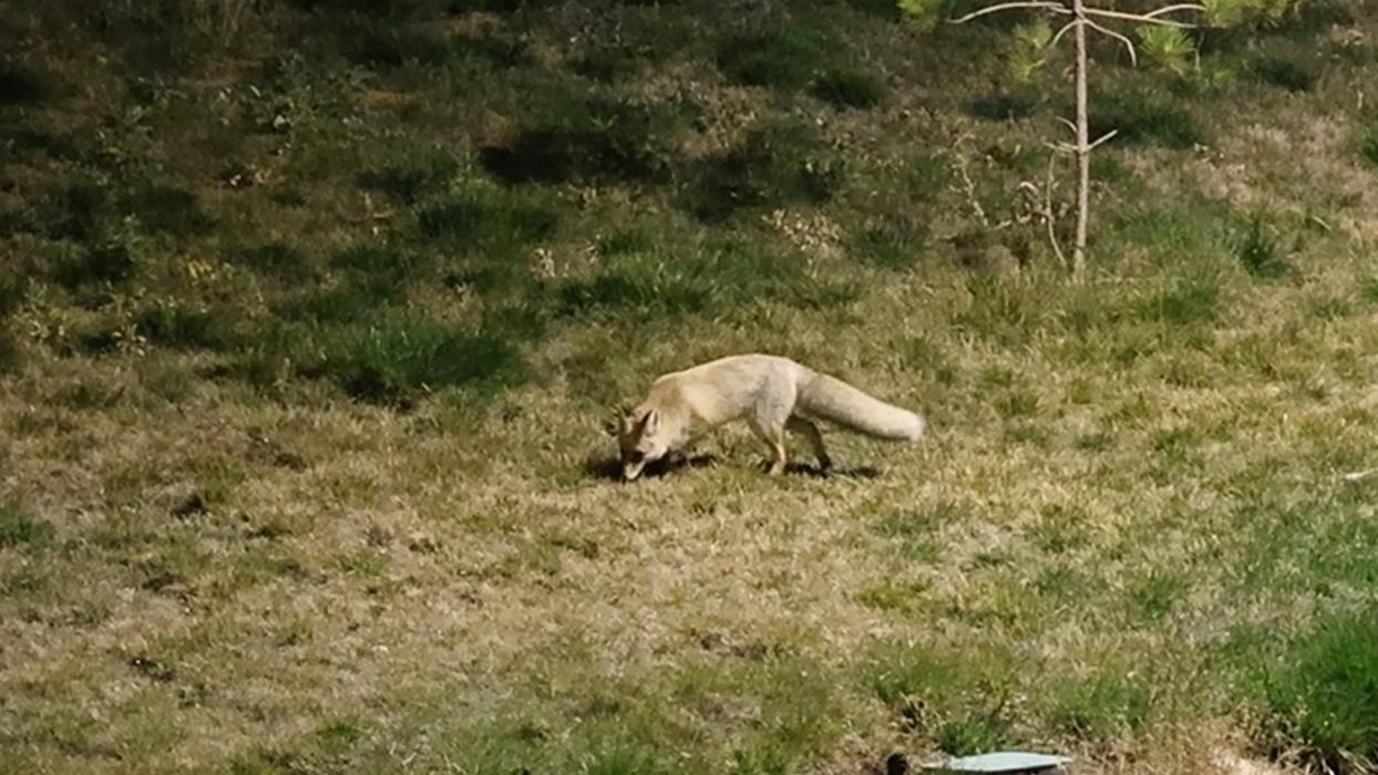 Bitlis halkını şaşırtan görüntü: Tilkiler şehre indi