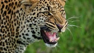 Katmandu'da leopar alarmı! Büyükelçilikte gizemli misafir