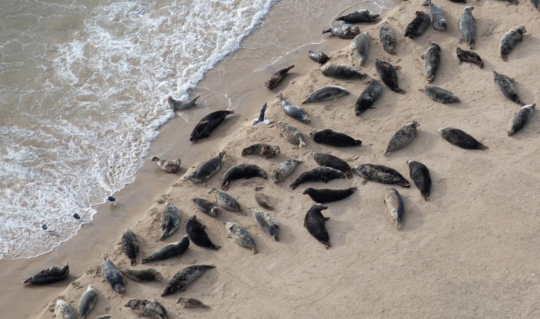 Güney Atlantik'te büyük tehlike: Deniz filleri neden ölüyor?