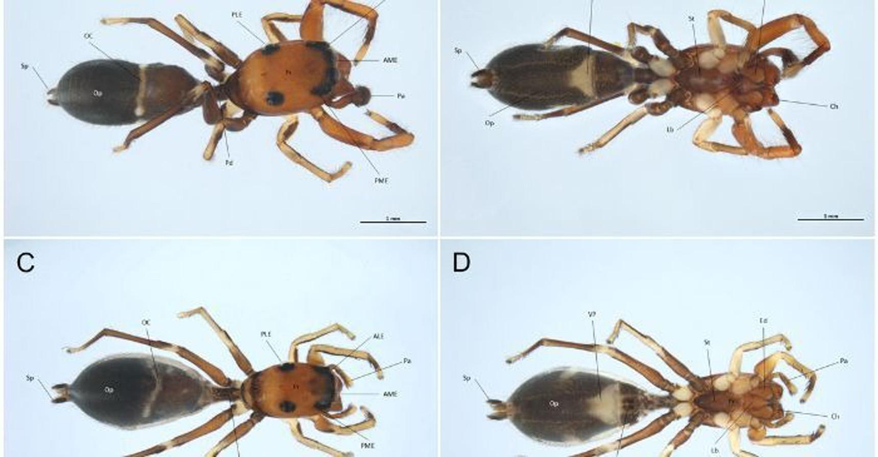 Sicilya'da keşfedilen yeni örümcek türü karıncaları taklit ediyor