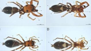 Sicilya'da keşfedilen yeni örümcek türü karıncaları taklit ediyor