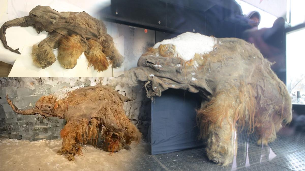 40 bin yıl önceki mamutun son anları RNA analizi ile ortaya çıktı