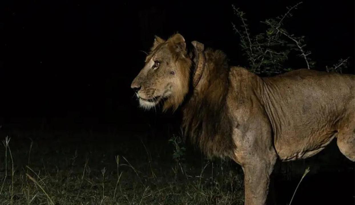 Ampute aslan Jacob'un hayatta kalma sırrı ortaya çıktı: Bilim dünyası şaşkın