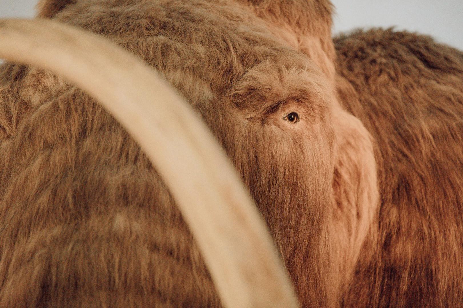 Bilim insanları Sibirya'da mamutun genetik kodunu çözdü