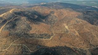 Bursa'da 953 hektarlık orman yangını sonrası yeniden yeşertme başladı