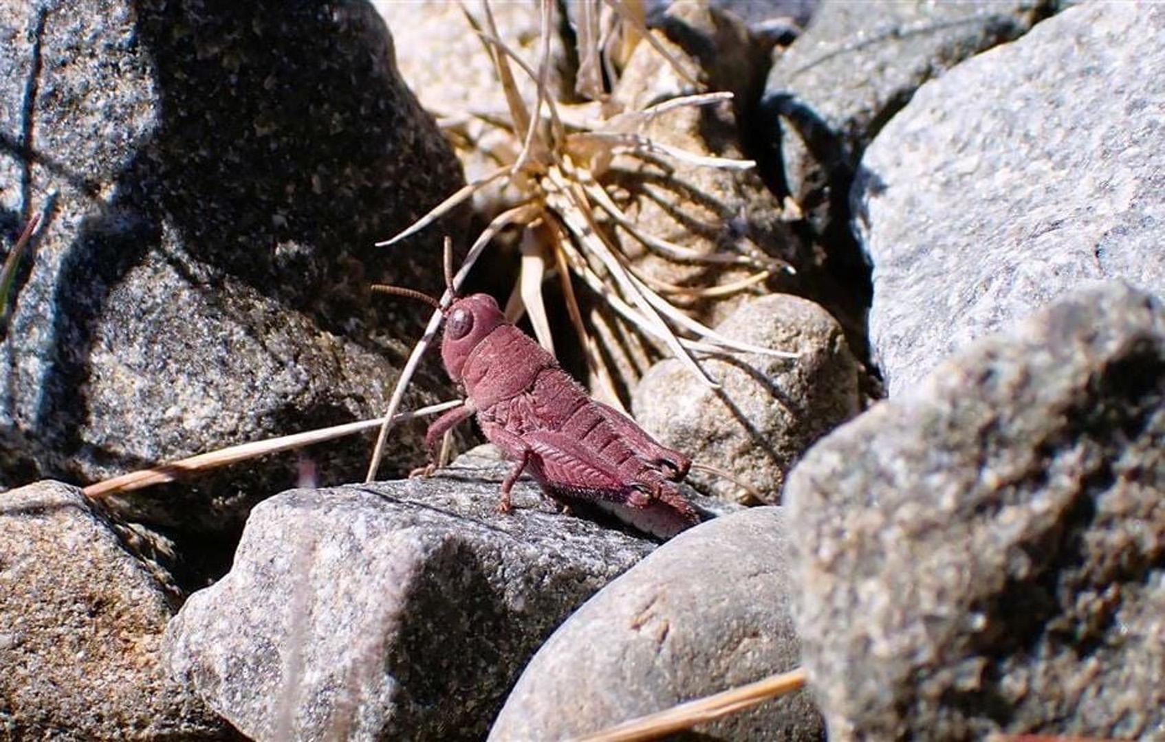 Bilim dünyasını heyecanlandıran Yeni Zelanda çekirgesi