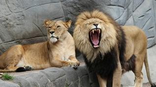 Afrika aslanlarının bilinmeyen kükreme türü bulundu