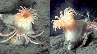 Japonya'da keşfedilen deniz anemonunun yengeçlerle ortaklığı bilim dünyasını şaşırttı