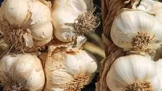 Sarımsakla ağız bakımı! Gerçekten etkili mi, yoksa bir efsane mi?