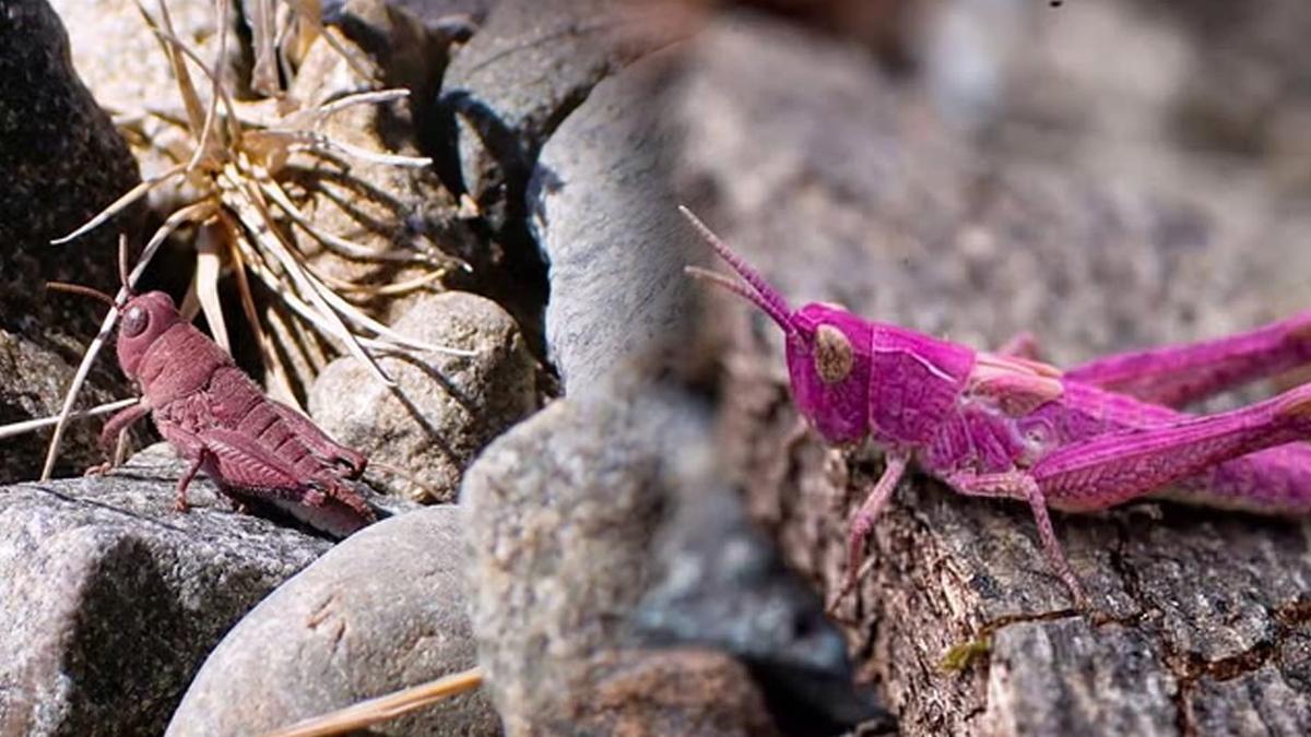 Nadir pembe çekirge Yeni Zelanda'da keşfedildi
