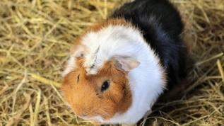 Bilim ortaya koydu! Küçük hayvanlar çocukları sakinleştiriyor