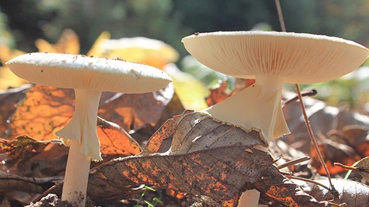 Mantar toplayıcıları hangi sırları saklıyor? İşte araştırmanın çarpıcı sonuçları