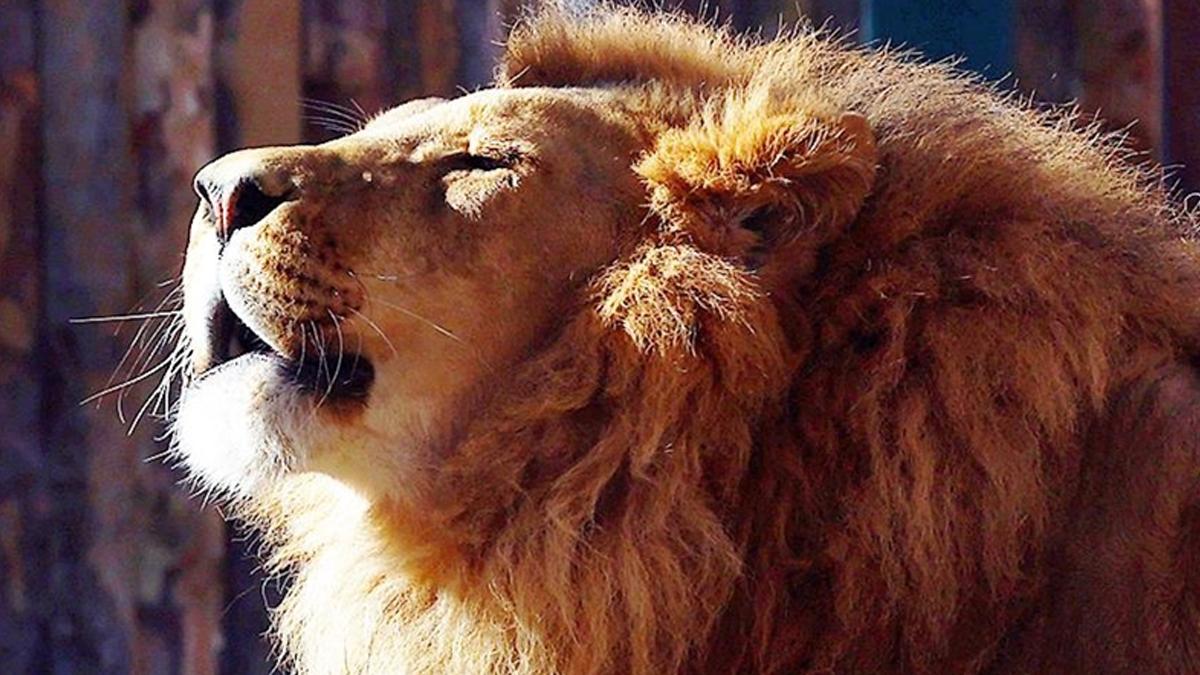 Afrika aslanlarının nüfusu tehlikede: Yapay zeka destekli yeni teknik kurtarış olabilir mi?