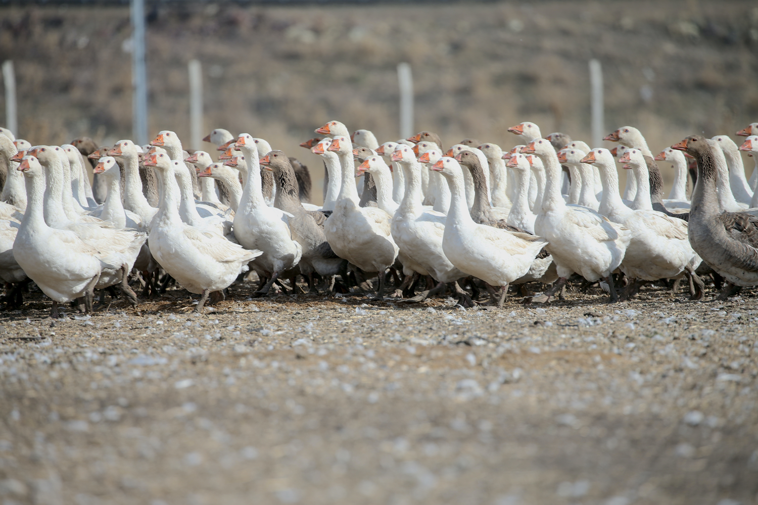 Kars'ta yılda yaklaşık 2,5 milyon kaz yetiştiriliyor