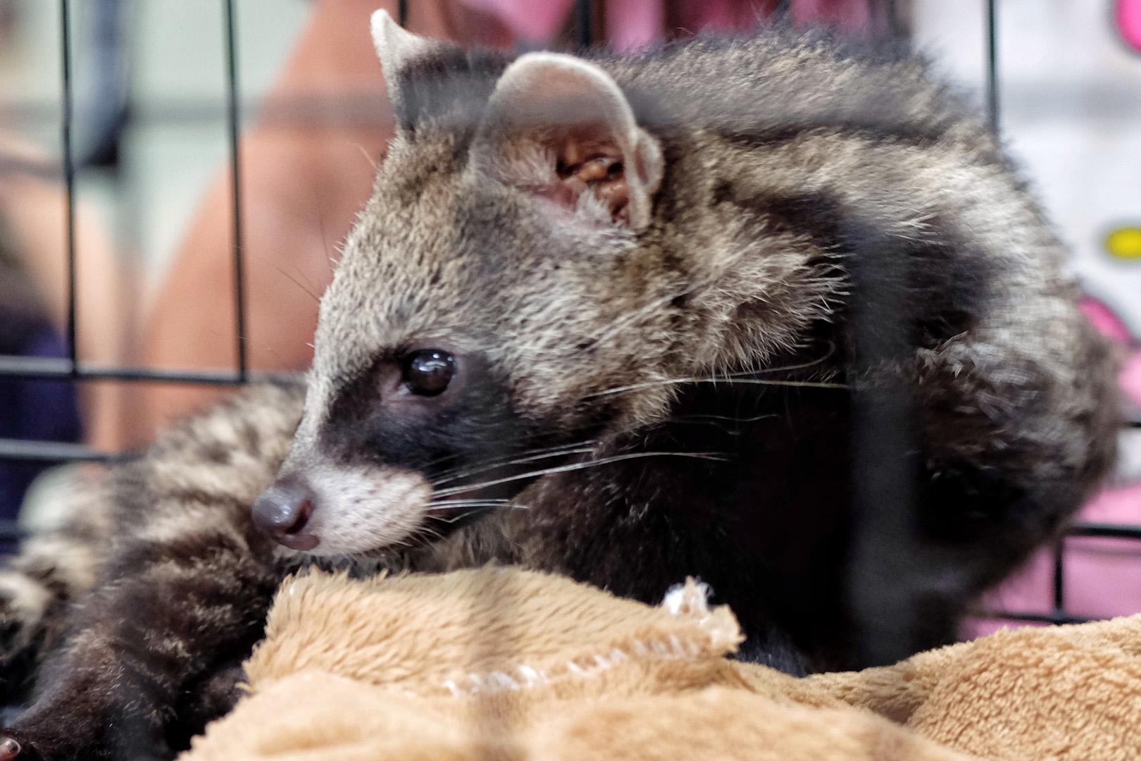 Misk kedileri kahvenin lezzet kimyasını nasıl değiştiriyor
