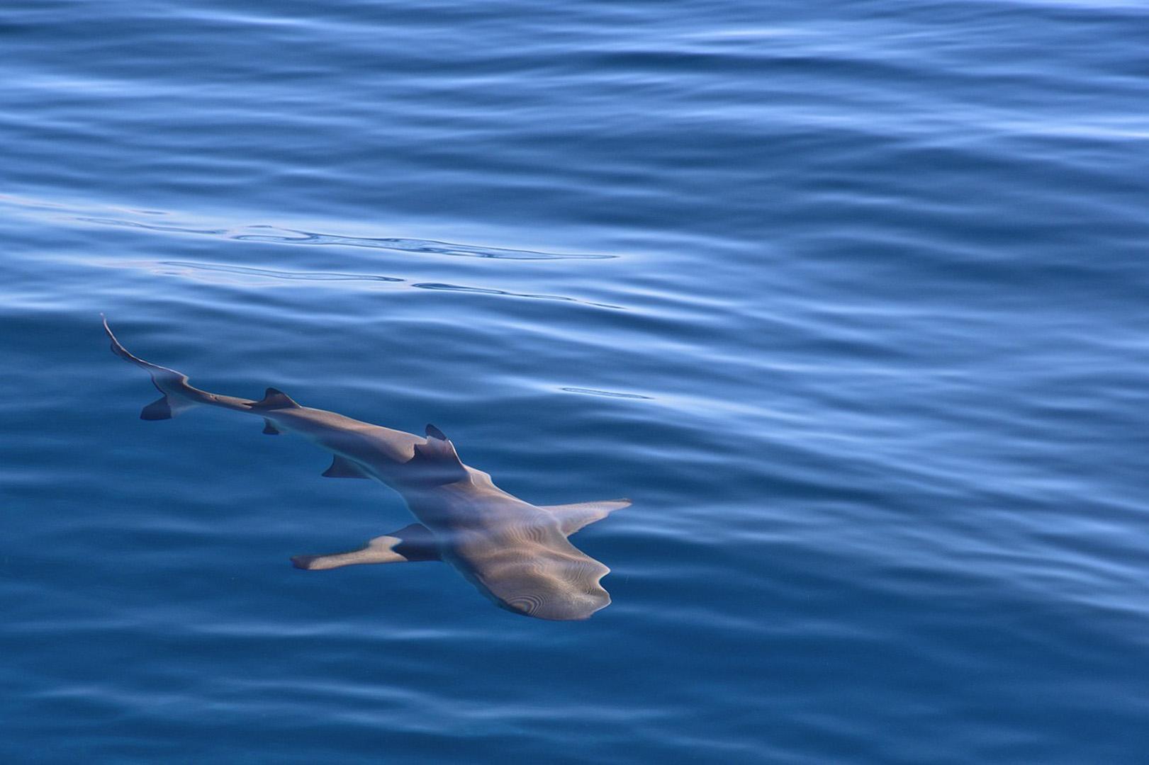 Avustralya sahillerinde ölümcül köpekbalığı saldırısı meydana geldi