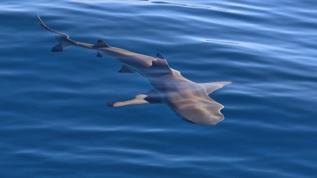 Avustralya sahillerinde ölümcül köpekbalığı saldırısı meydana geldi