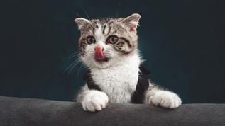 Evinizin en masum tehdidi! Kedi tırmıkları sepsise yol açabilir