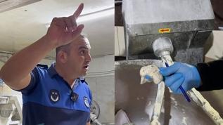 Hatay'da mide bulandıran görüntüler: Çeşit çeşit böcek çıktı