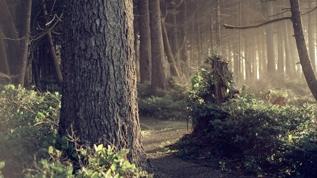 Avrupa Birliği'nden fosil yakıtlara karşı biyokütle hamlesi