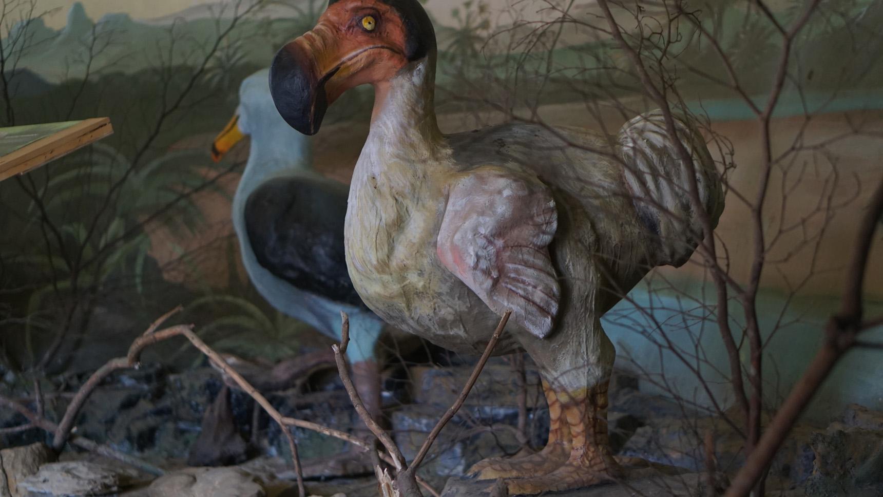 Dodo eti hakkındaki şaşırtıcı gerçekler ortaya çıktı