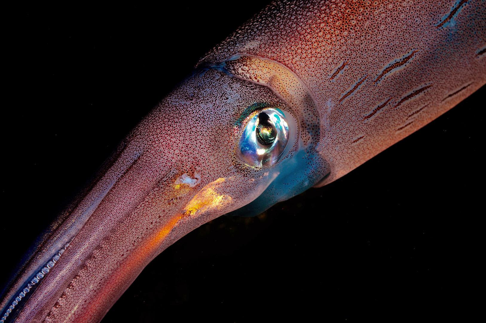 Mürekkep balıkları neden bu kadar farklı göz yapısına sahip?