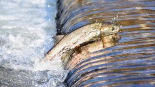 Somon balıklarının genetik izi havada bulundu, bilim insanları şaşkın