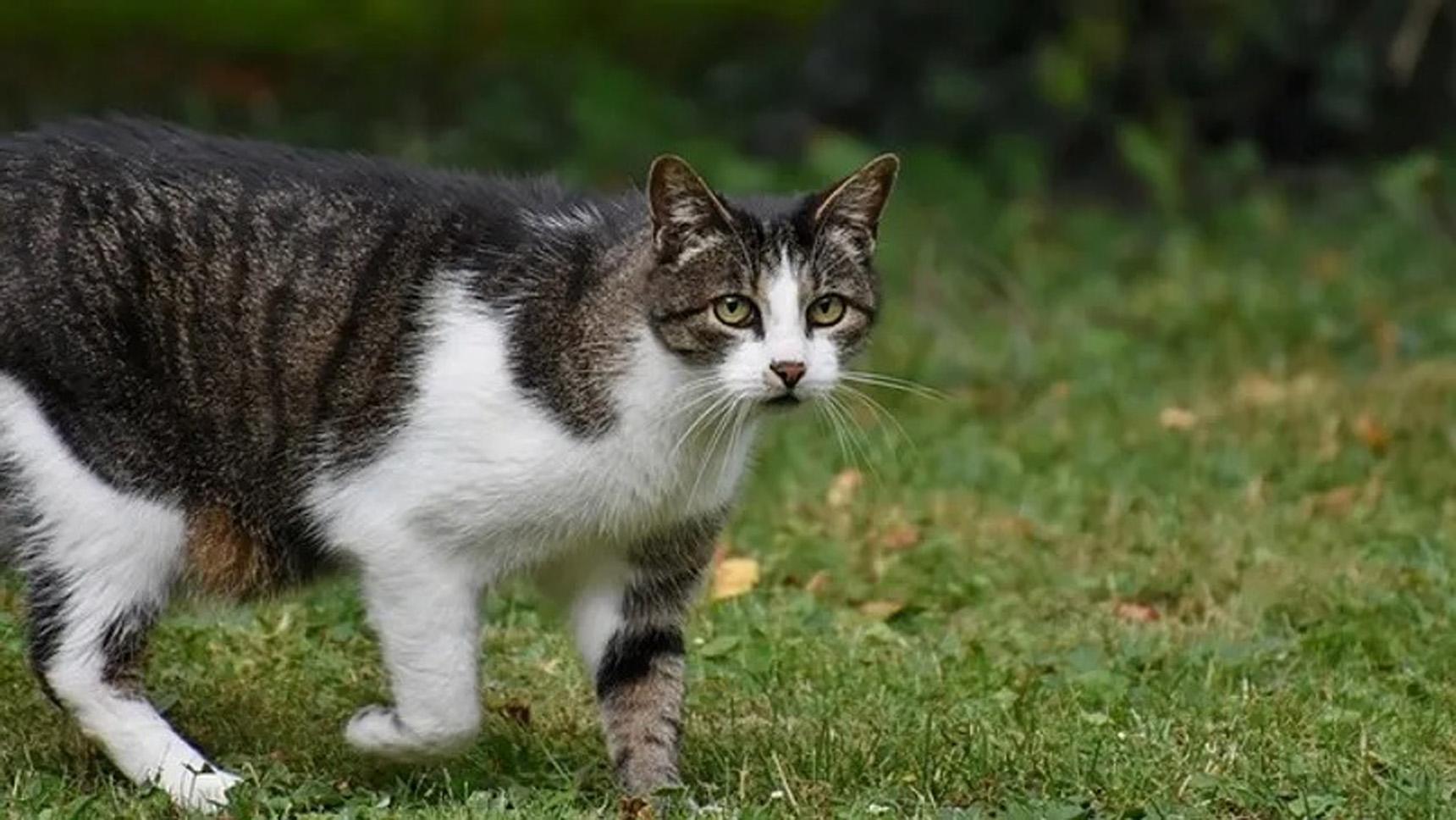 Yeni Zelanda yabani kedileri 2050'ye kadar ortadan kaldırmayı planlıyor