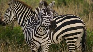 Zebralara binmek neden imkânsız? Bilim açıklıyor