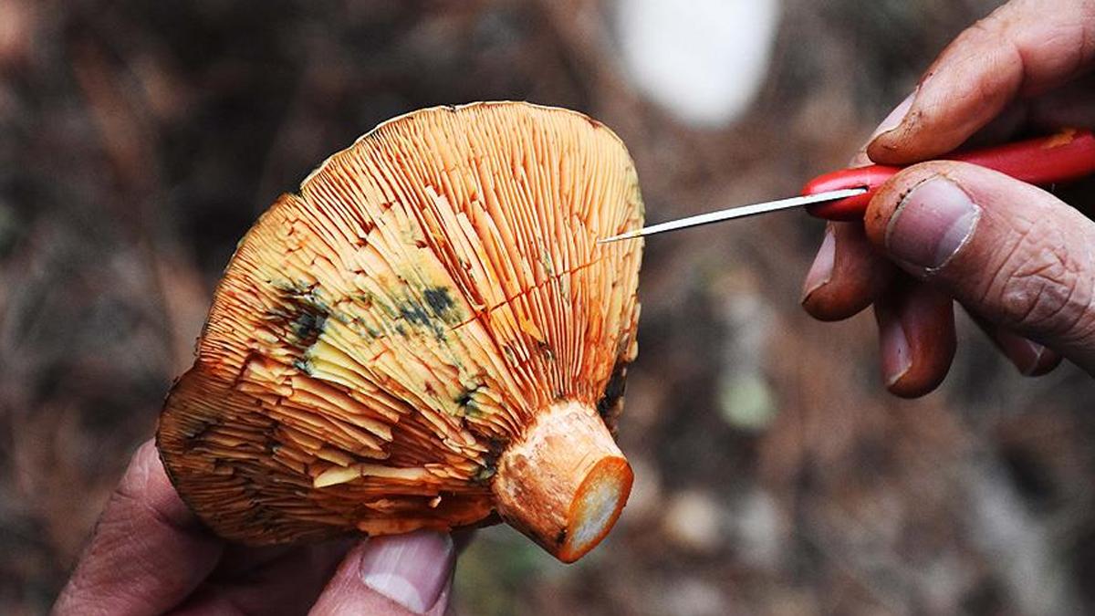 Bilim insanları shiitake mantarından çalışan bilgisayar belleği geliştirdi